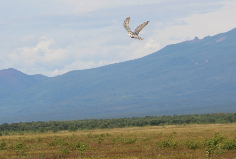 Конфискованные соколы вернулись домой