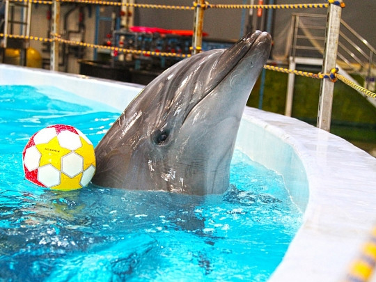 Приморский океанариум готов показать питомцев