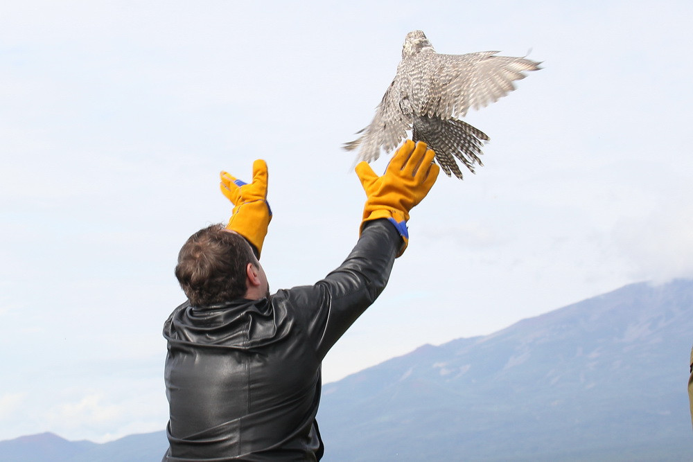 На Камчатке создадут Центр по спасению редких птиц