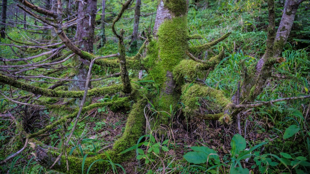 Как лесорубы выбирались из залитой приморской тайги