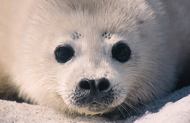 Краснокнижный сивуч поселится в Приморском океанариуме