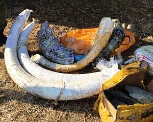 Предпринимателя лишили бивней 