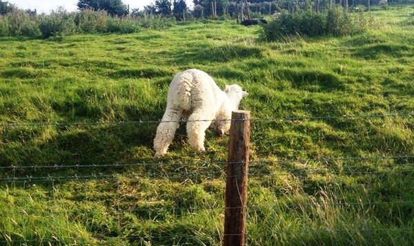 Ламы позируют лучше фотомоделей