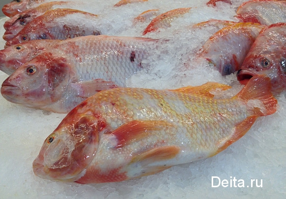 Минсельхоз России предлагает запретить вылов окуня