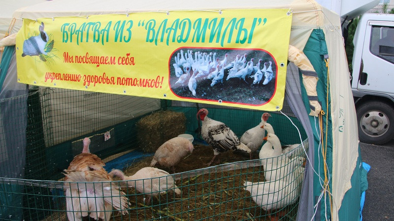 Гусиная братва приехала во Владивосток за медалью