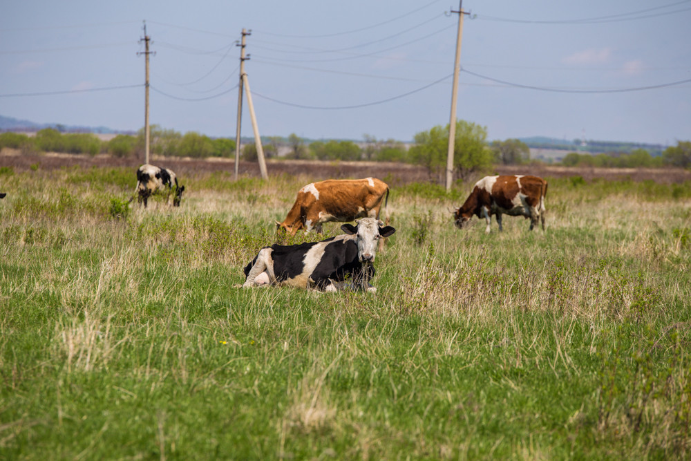 Наводнение нанесло ущерб сельскому хозяйству Приморья