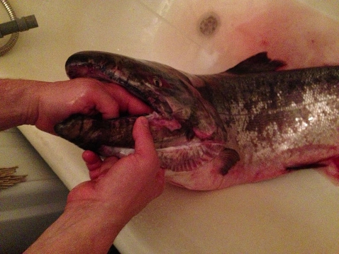 Лайонрок утихомирил браконьеров Приморья