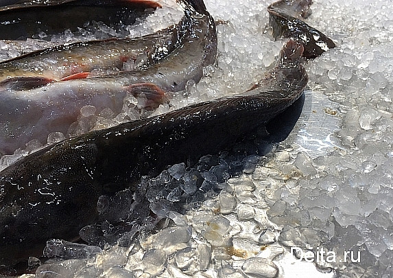 На Сахалине продолжают работу по проекту «Доступная рыба»