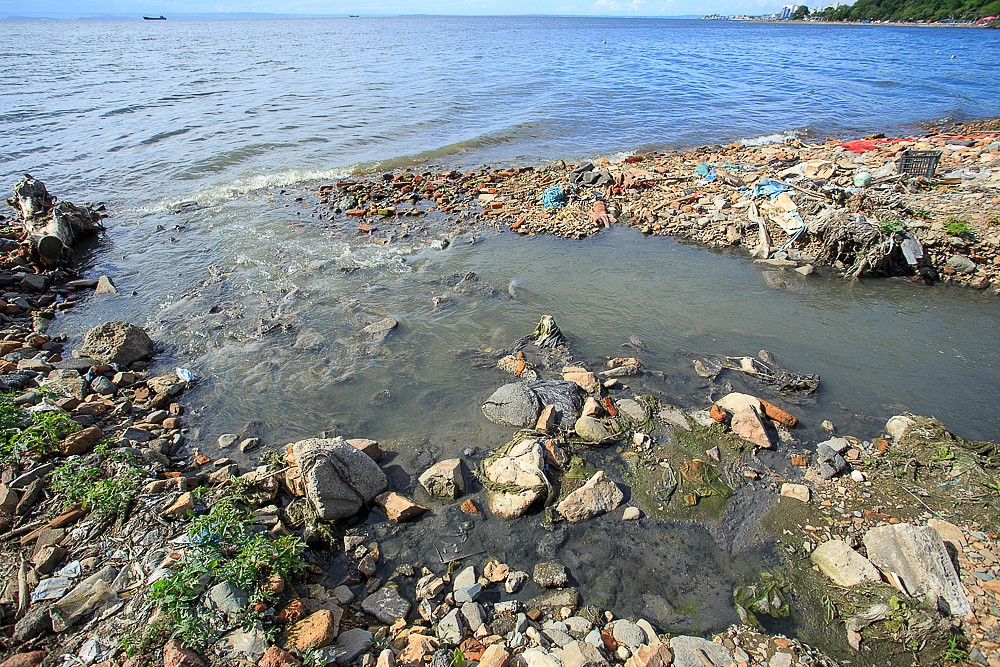 Экологическую акцию проведут во Владивостоке