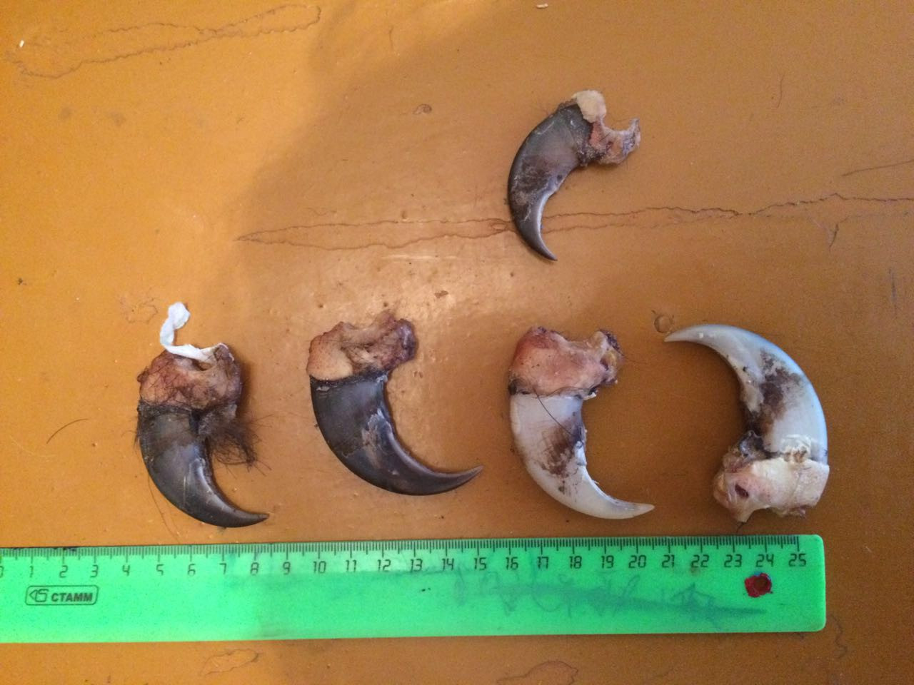 Богатый китаец ответит за свой бизнес в Приморье