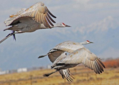 Заповедные журавли полетели на зимовье