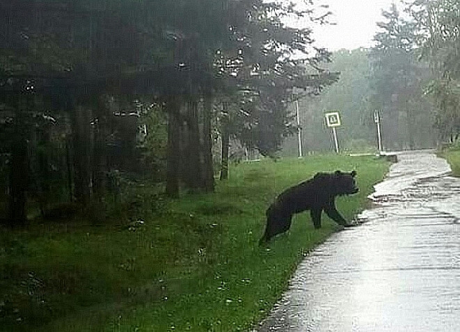 Медведица отожгла в Хабаровске