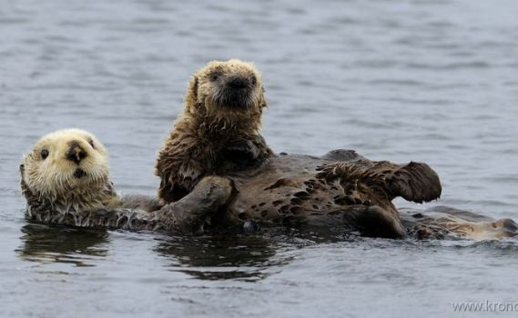 Россияне гибнут от бобров