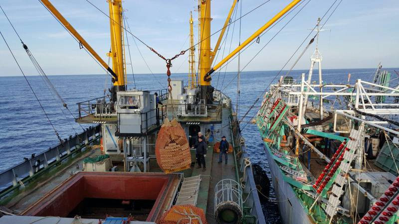 Благодаря властям Сахалина в регионе возобновили производство сайры