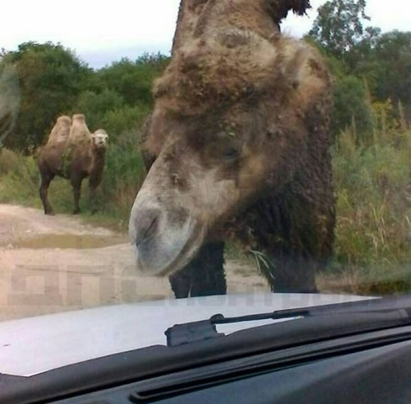 Экзотические создания посетили Надеждинский район