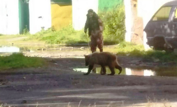 Медведь разгуливает по улицам на Камчатке