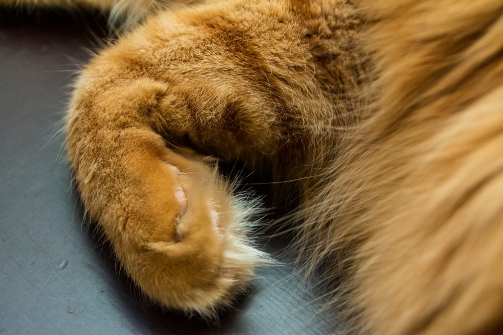 Кошки угрожают здоровью человека