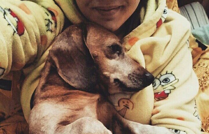 За голодную собаку придется платить штраф 