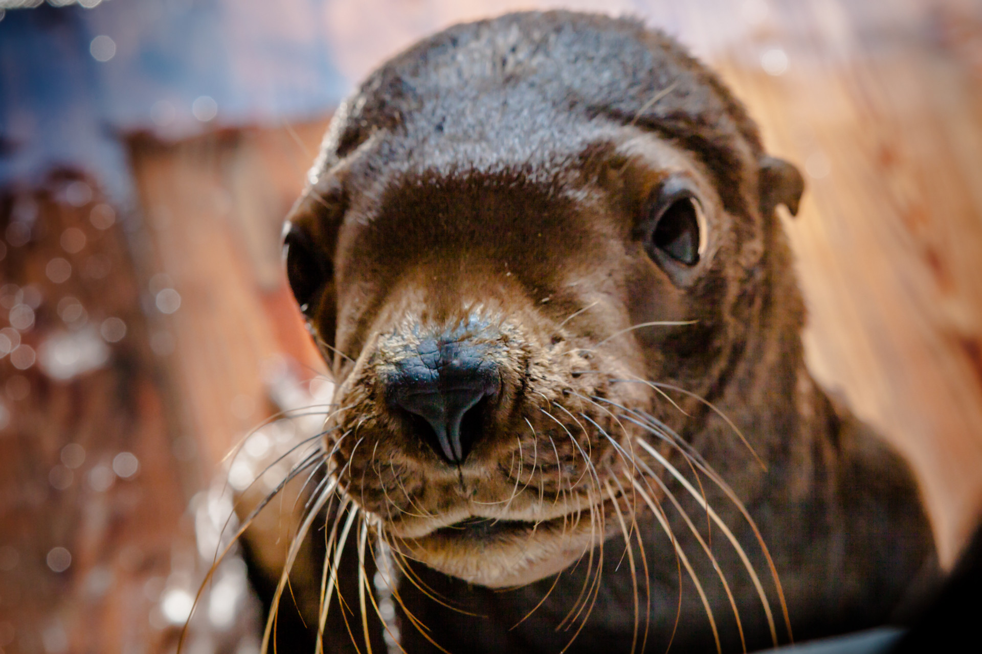 Приморский Океанариум приютил нового питомца