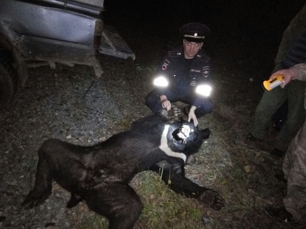Молодой медведь умер после автонаезда в Приморье