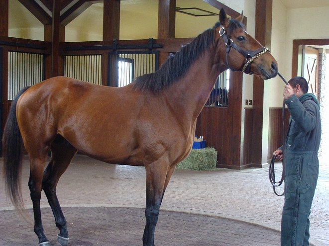 Лошадей научили общаться с людьми