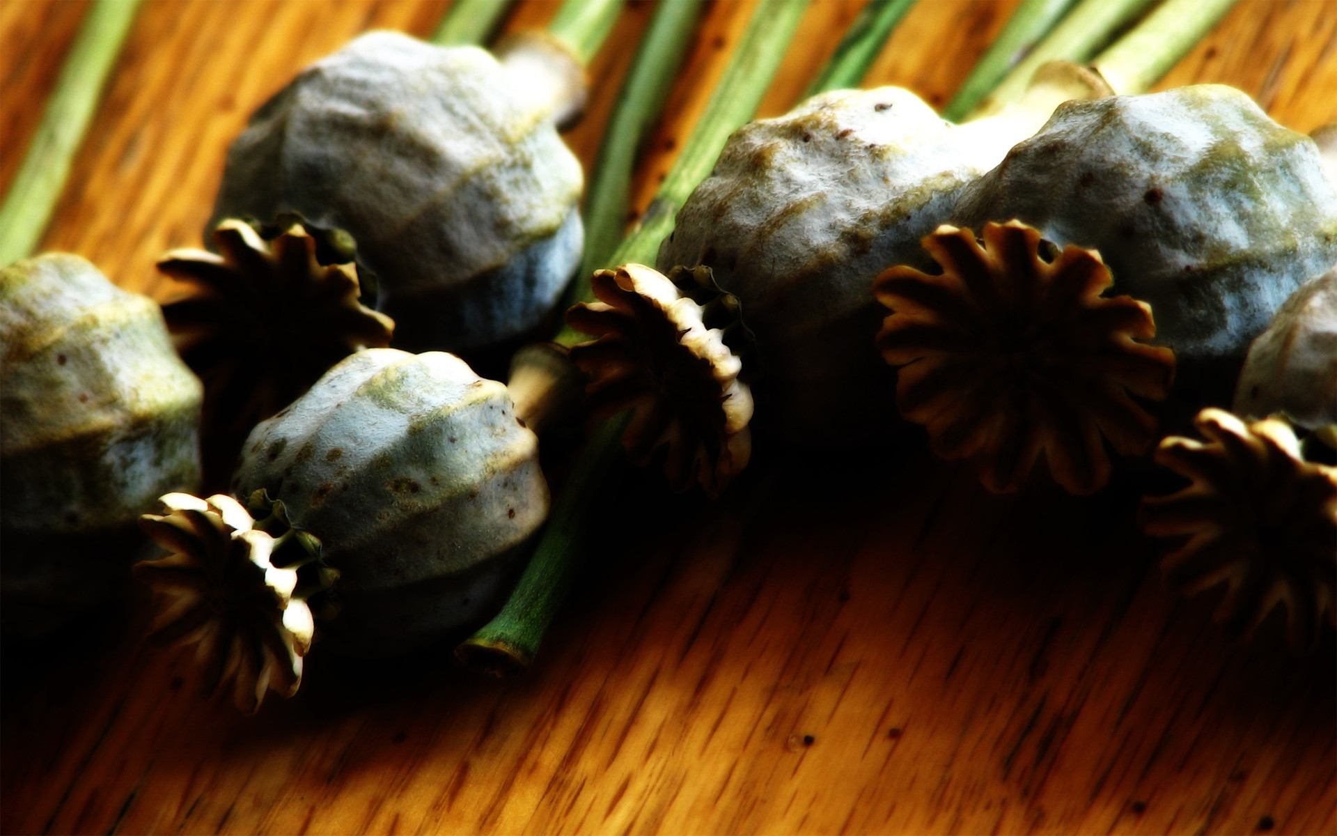 Маковода-любителя задержали в Приморье