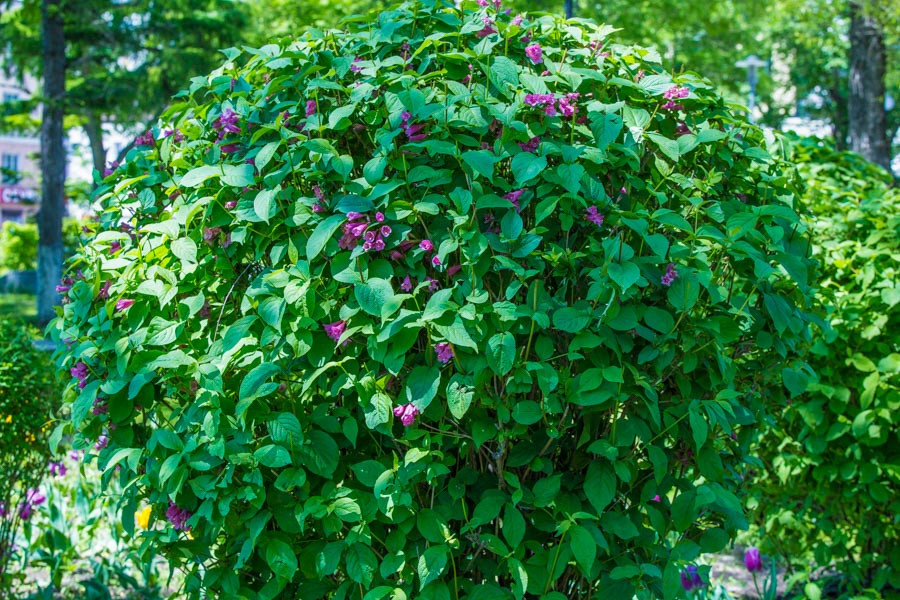 Власти Владивостока возвращают дневной свет горожанам 