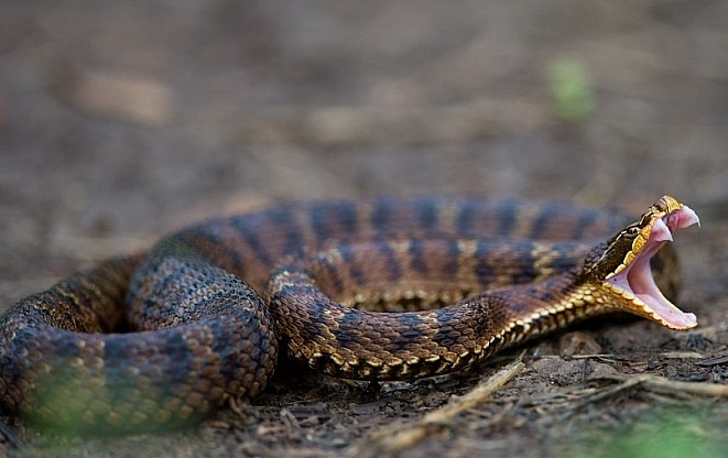Змея остановила сверхскоростной поезд в Японии