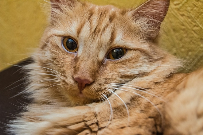 Японские кошки и собаки признаны мировыми долгожителями