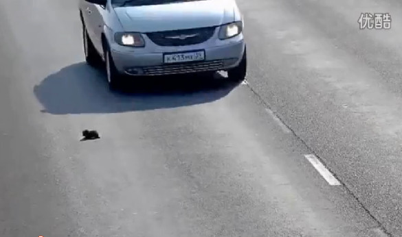 俄罗斯司机救小小猫的命！赞赞赞！2016！
