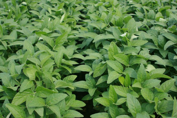 Новый вид приморской сои - исключителен