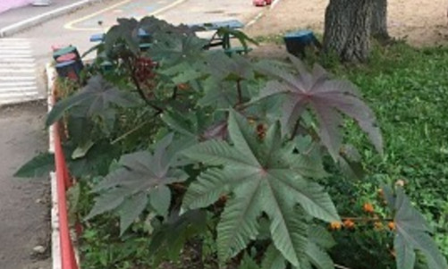 Ядовитое растение нашли в детском саду