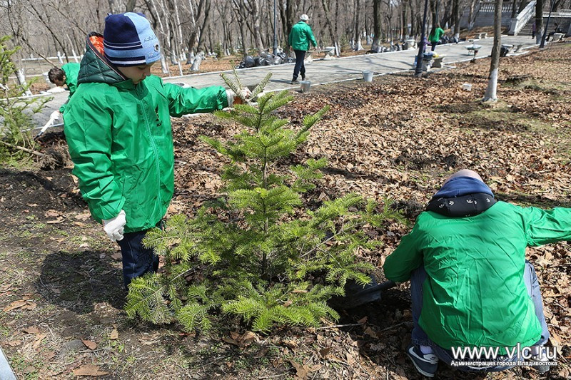 Предприниматели высадили во Владивостоке сотни деревьев и тысячи цветов