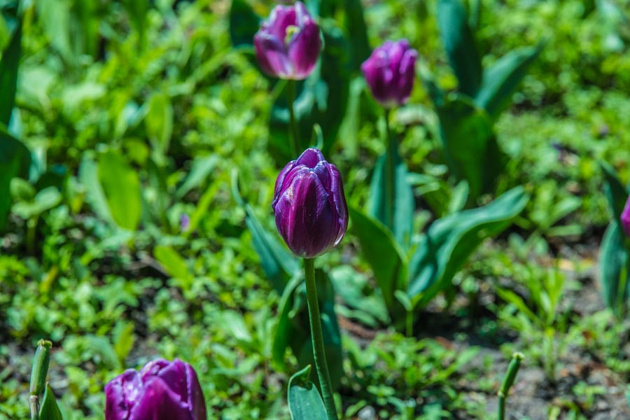 Американцы заявили о новой теории возникновения жизни