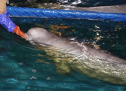 Песков рассказал о продаже российских белух Китаю