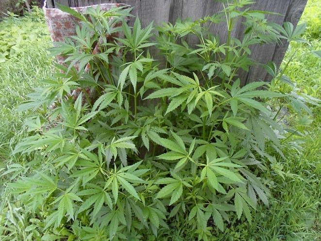 Пьяного любителя марихуаны нашли в чужой машине