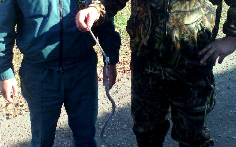 Спасатели МЧС поймали гадюку в районной больнице