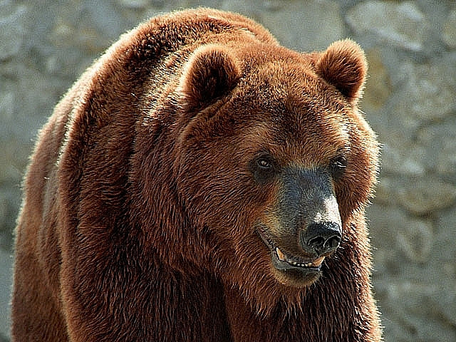 Медведи-рэкетиры остановили внедорожник на трассе