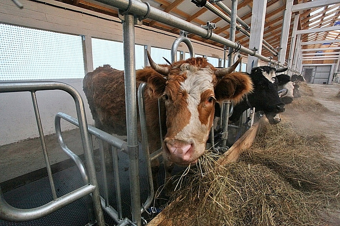 Я не ем своих друзей: травоядные приморцы отметили День вегетарианства