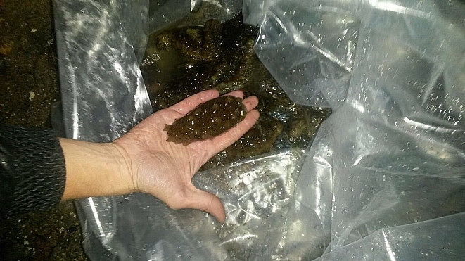 Силовики сорвали бизнес иностранке в Приморье