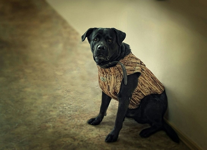 Житель Владивостока стрелял по собакам из окна квартиры