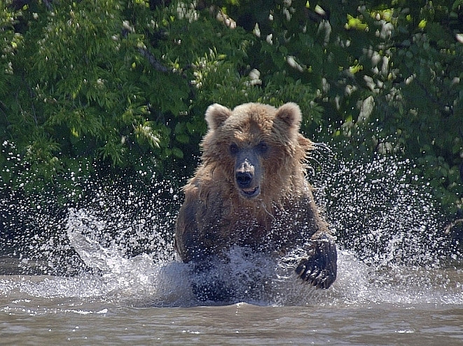 Медведь умер в ДТП (ВИДЕО)