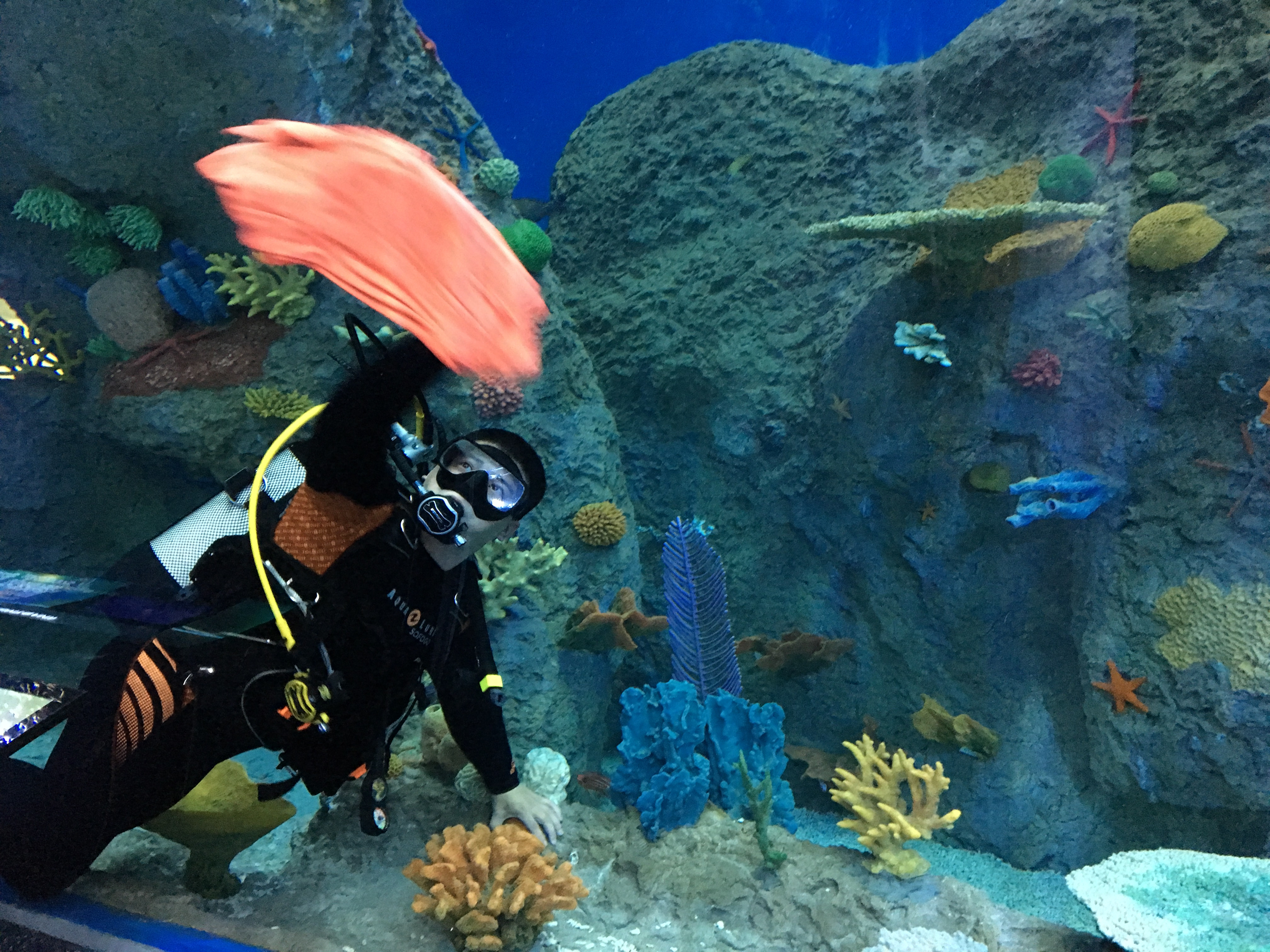 Москвичи отмоют океанариум за 19,6 млн рублей, а приморцы сидят без копейки