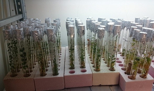 Ученые ДВО РАН отпразднует юбилей одного из институтов