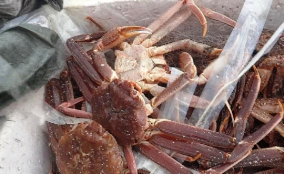 Иностранцы  нанесли крупный ущерб Приморью