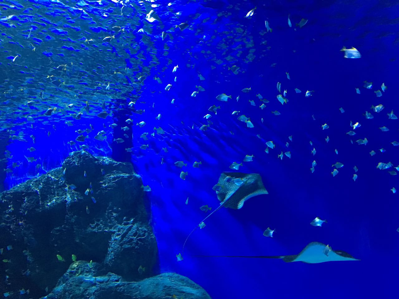 Обитатель океанариума прикончил опытного дайвера