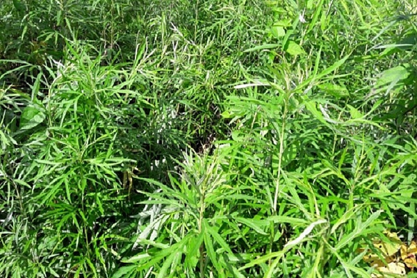 Ботанику в Приморье определяют наказание