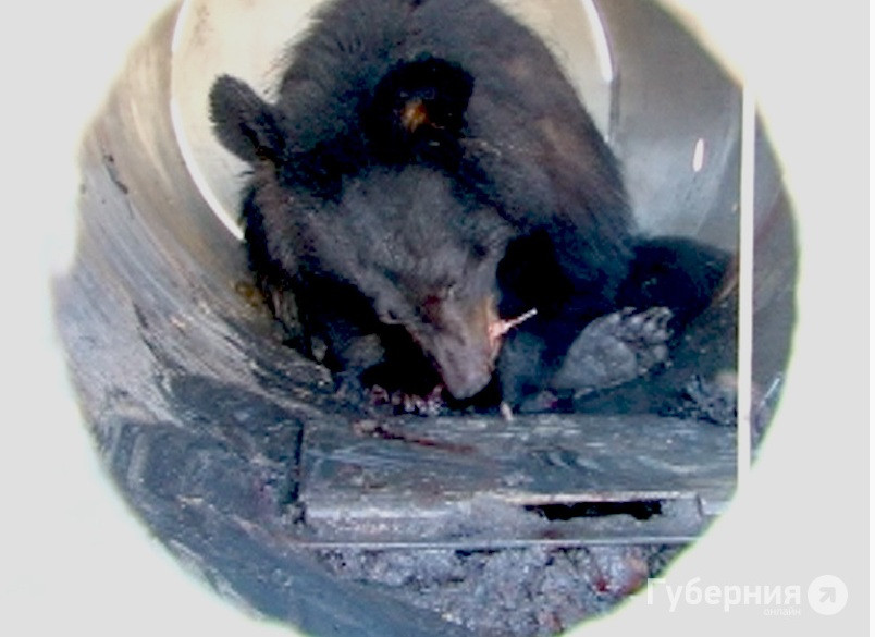 Медведи любят попкорн