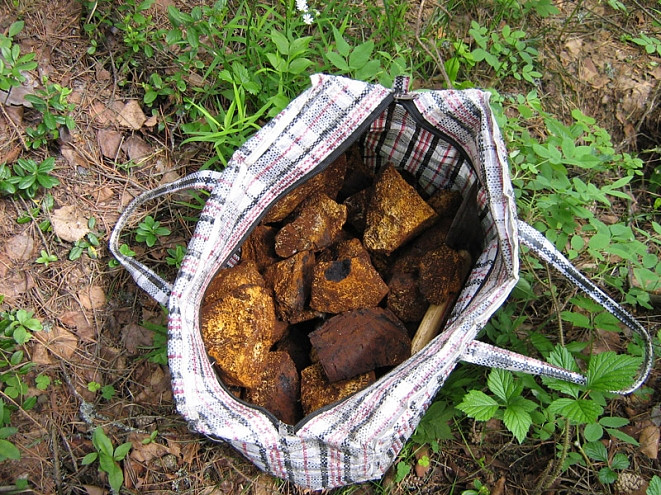 Ценный гриб