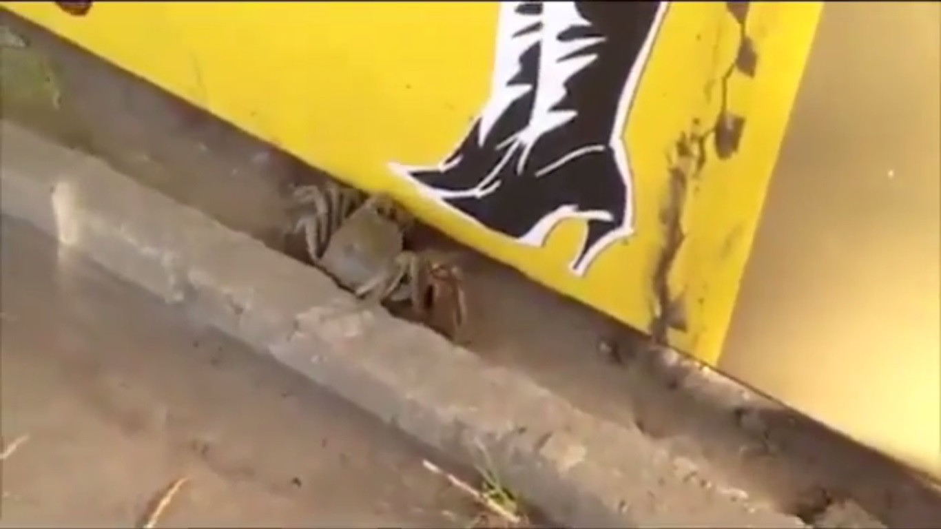 В Приморье гуляют тигры, в Хабаровске - крабы (ВИДЕО)